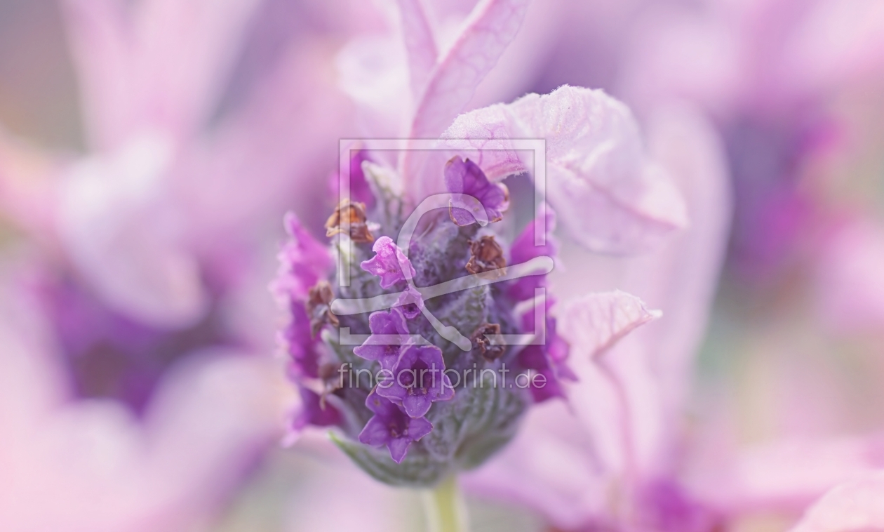 Bild-Nr.: 11755576 Der Duft von Lavendel erstellt von youhaveadream