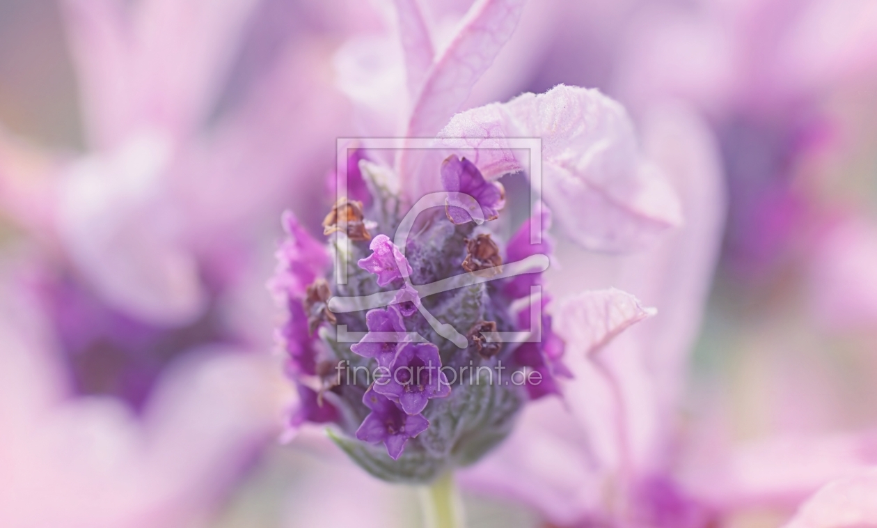 Der Duft von Lavendel als Grußkarten Druck 1175557...