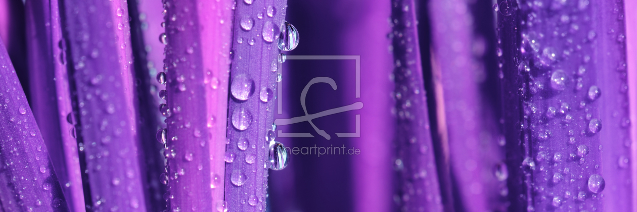 Bild-Nr.: 11756104 Wassertropfen Violett erstellt von Atteloi