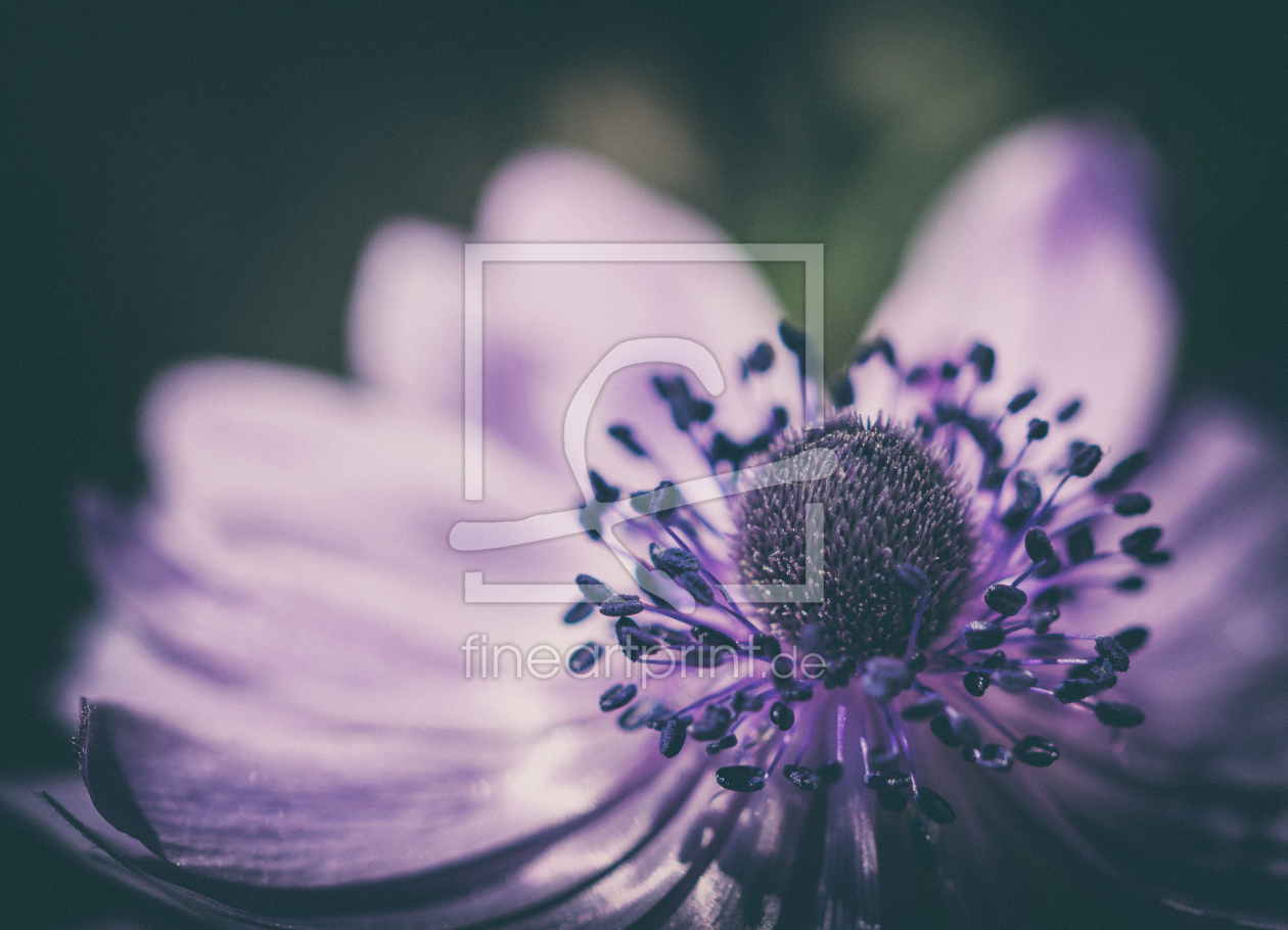 Bild-Nr.: 11756268 Anemone erstellt von steffen-hdf