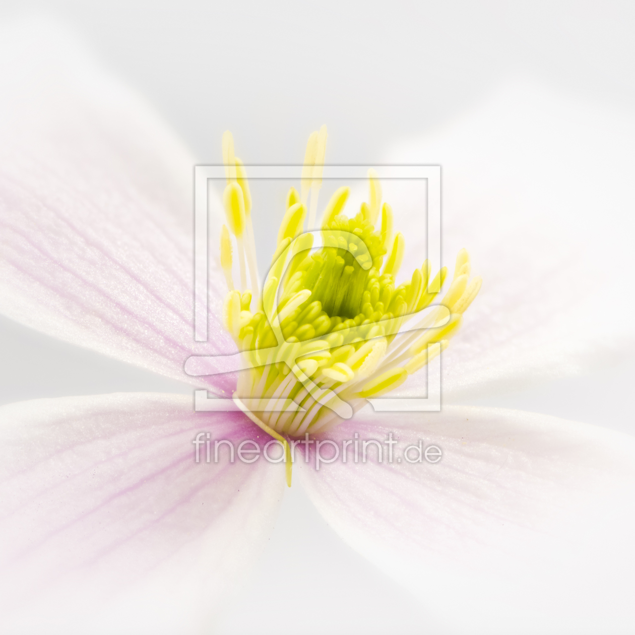 Bild-Nr.: 11756434 CLEMATIS 2 erstellt von DenisFeiner