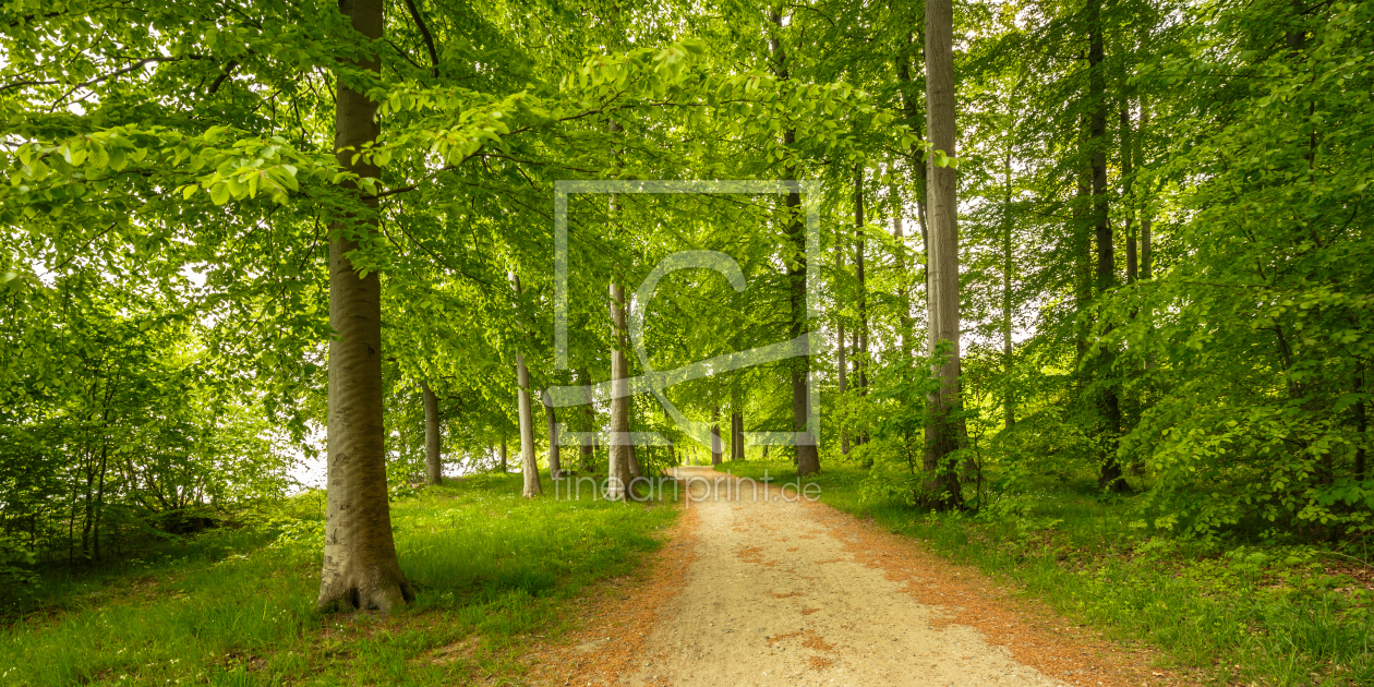 Bild-Nr.: 11756454 the green forest erstellt von Ursula Reins