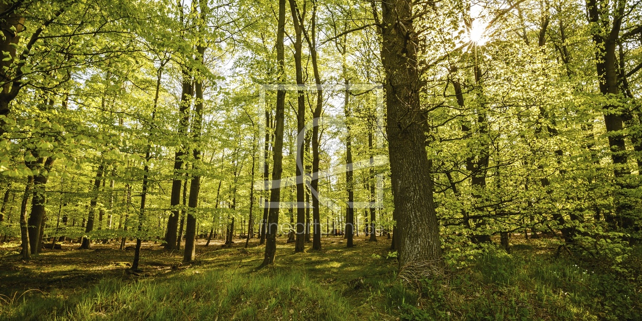 Bild-Nr.: 11756648 LichterWald erstellt von Ursula Reins