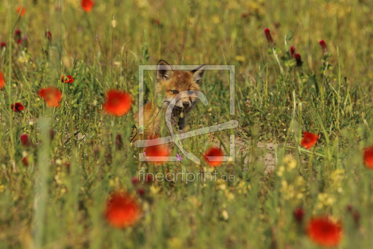 Bild-Nr.: 11756746 Füchslein im Mohn erstellt von Uwe Fuchs