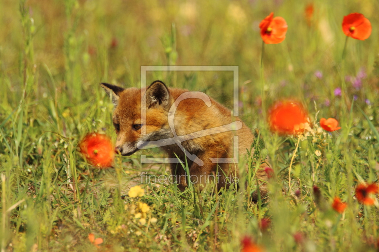 Bild-Nr.: 11756752 kleiner Rotfuchs im Mohnfeld erstellt von Uwe Fuchs