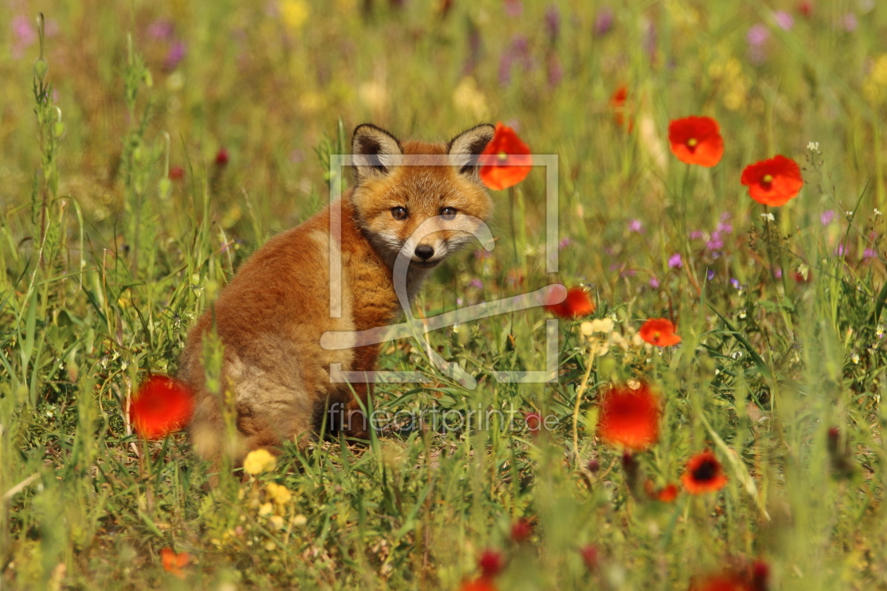 Bild-Nr.: 11756990 Füchslein mit Mohn im Haar erstellt von Uwe Fuchs