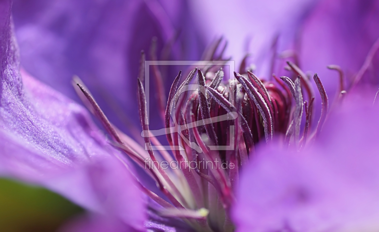 Bild-Nr.: 11757752 Clematis erstellt von youhaveadream