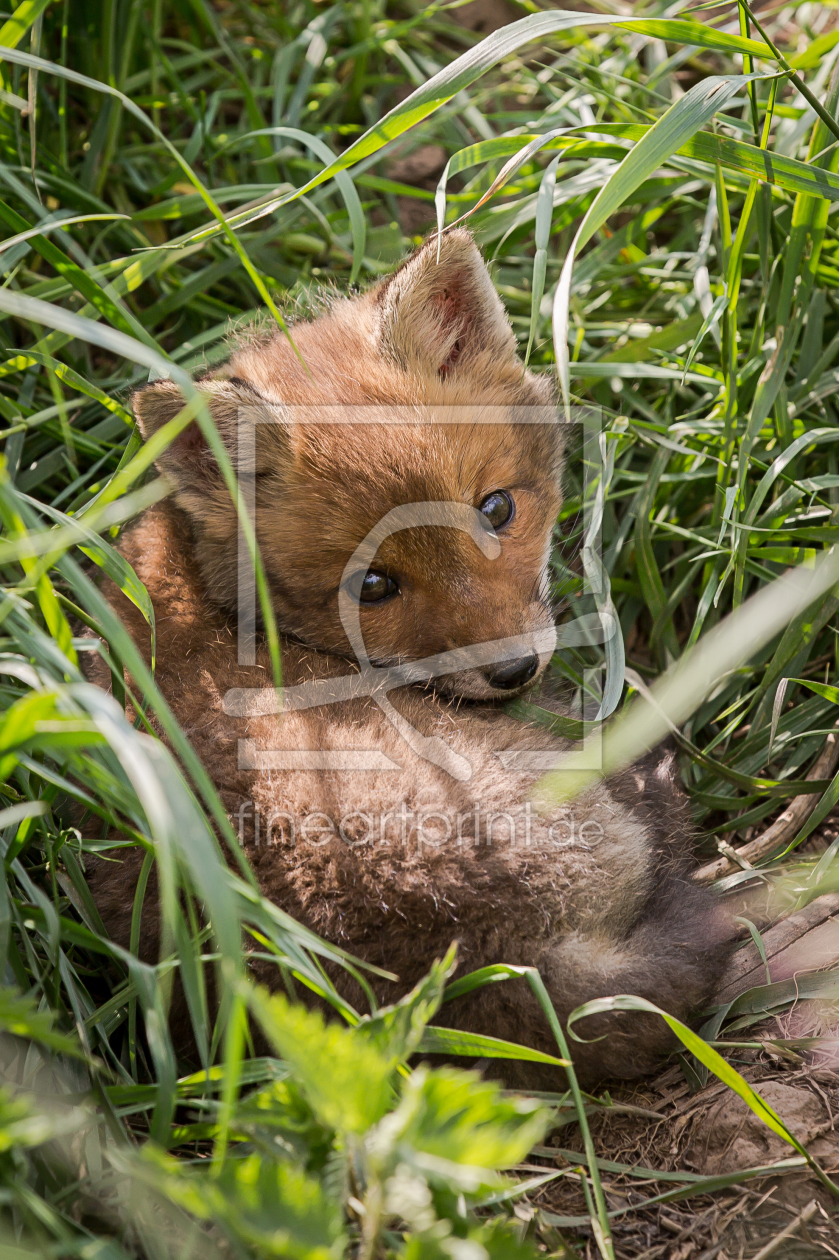 Bild-Nr.: 11758414 Fuchswelpe erstellt von KaDeKb