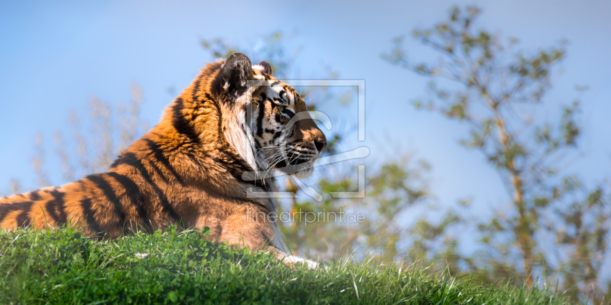 Bild-Nr.: 11758746 Sibirischer Tiger erstellt von Richard-Young