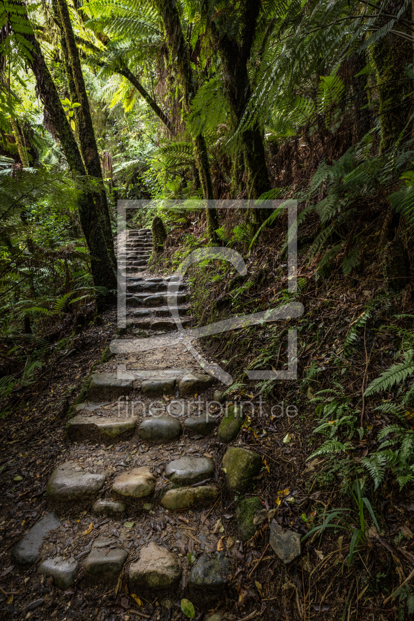 Bild-Nr.: 11759630 Regenwaldstufen Bild-Nr.: 11759630 Regenwaldstufen erstellt von TomKli