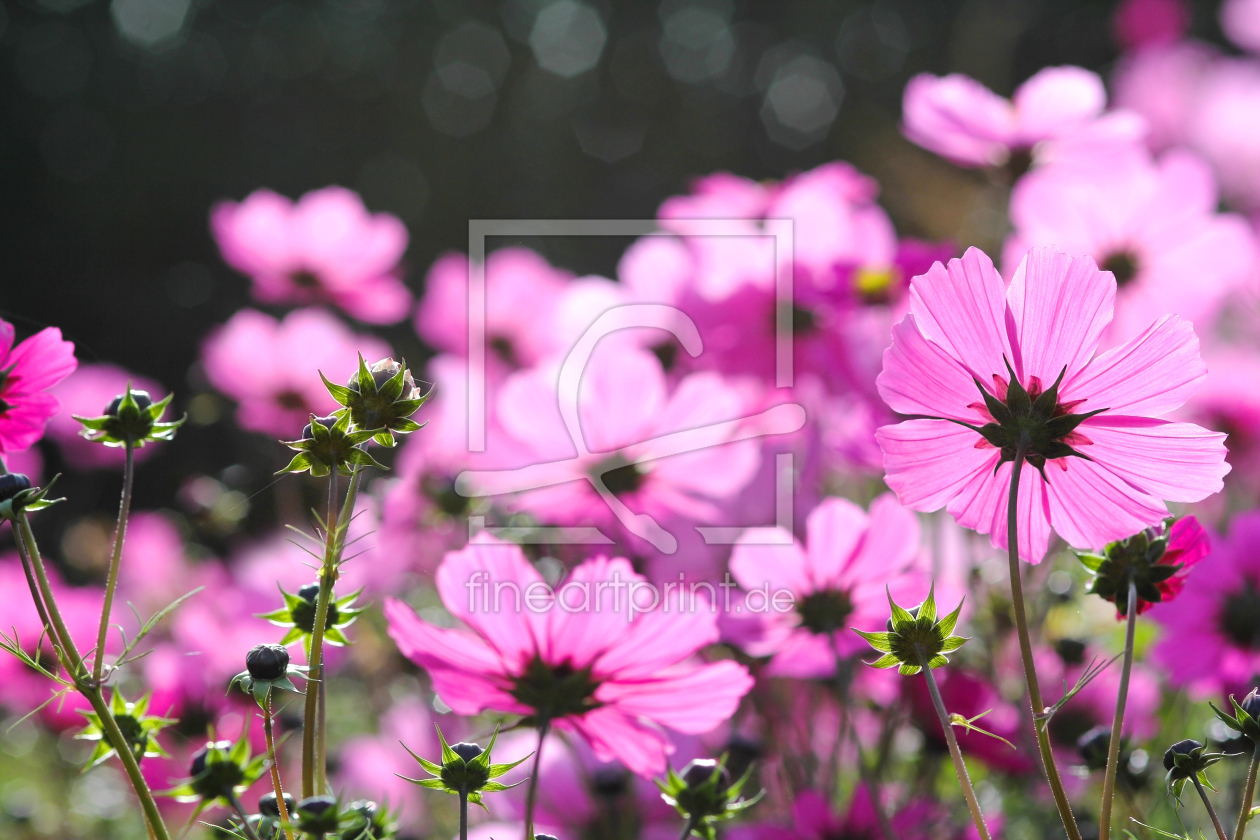 Bild-Nr.: 11759806 Cosmea erstellt von Terra-one