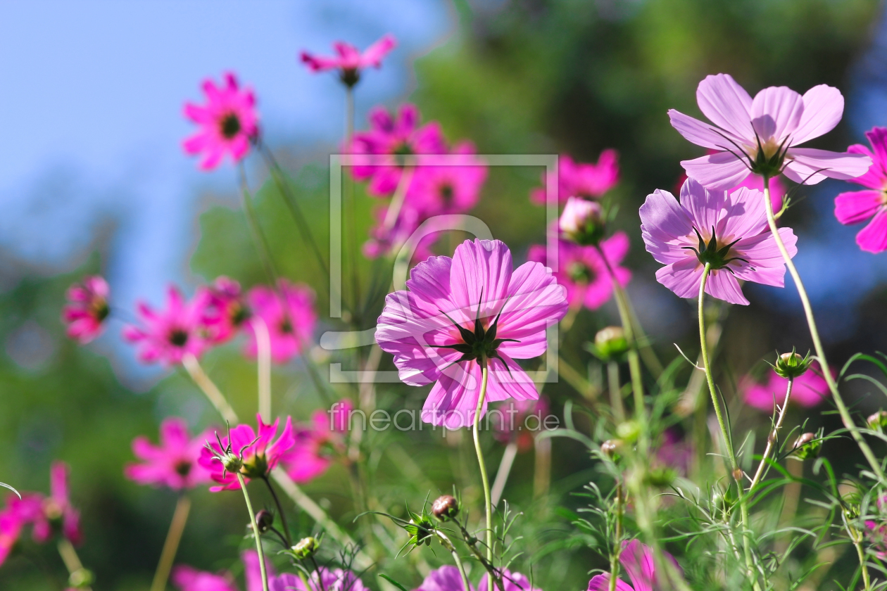 Bild-Nr.: 11759816 Wiesenblumen erstellt von Terra-one