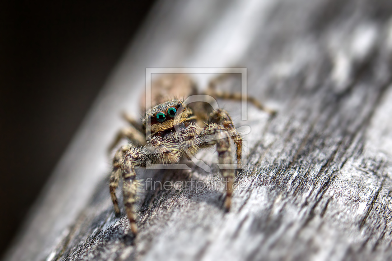 Bild-Nr.: 11760078 Schau mir in die Augen Bild-Nr.: 11760078 Schau mir in die Augen erstellt von Uwe Hennig