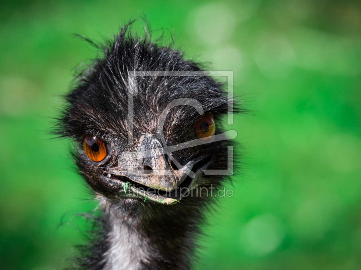 Bild-Nr.: 11762584 Emu  Dromaius novaehollandiae erstellt von Richard-Young