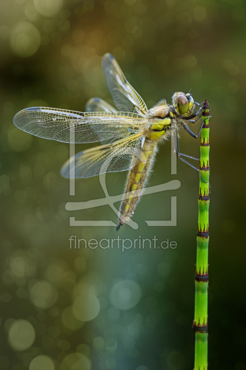 Bild-Nr.: 11762838 Libelle erstellt von 
