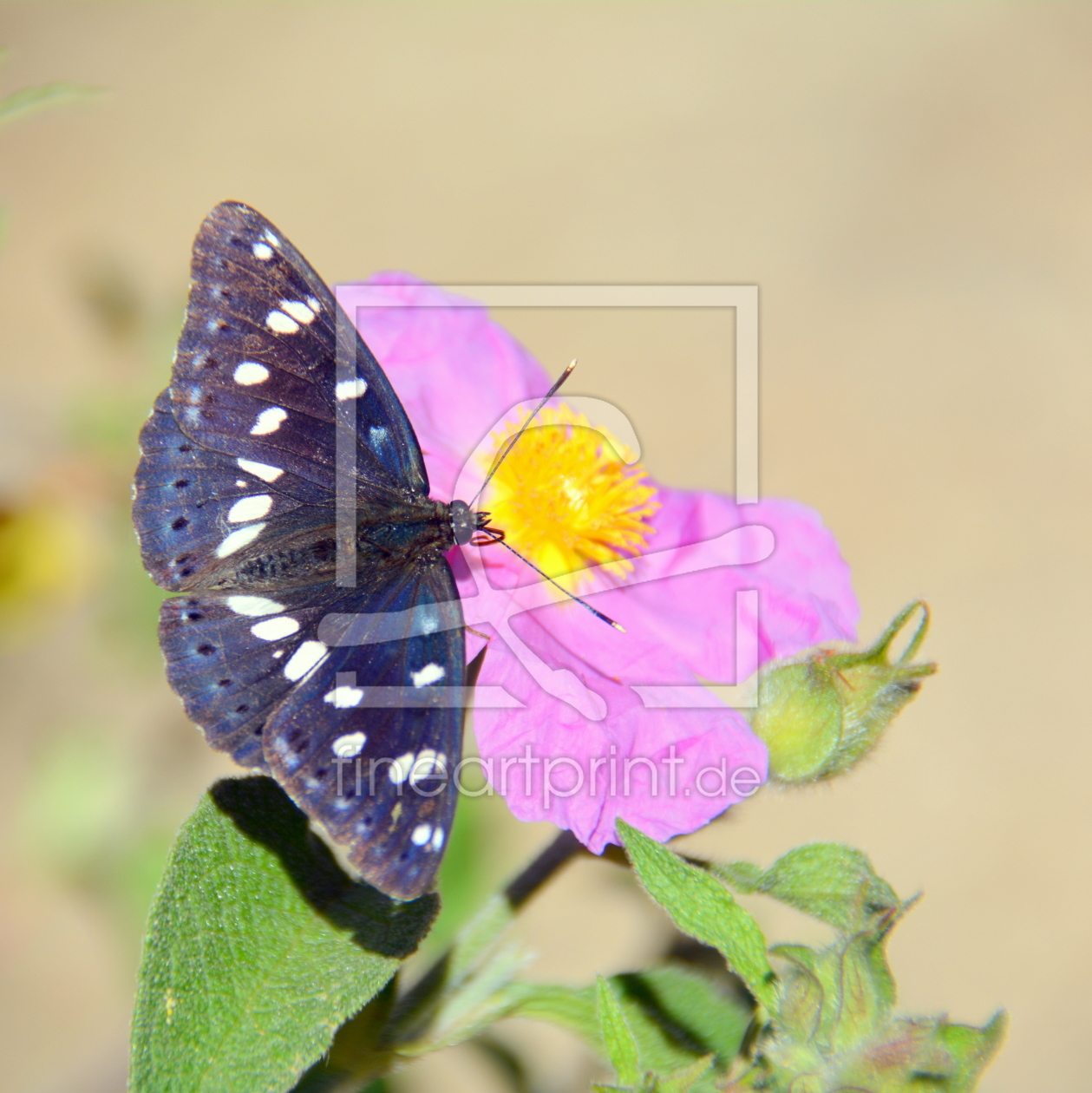 Bild-Nr.: 11763224 Blauschwarzer Eisvogel erstellt von GUGIGEI