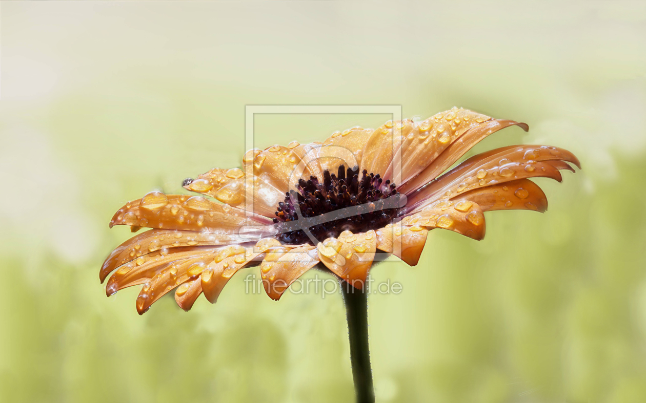 Bild-Nr.: 11763394 Blütenpracht nach Regen erstellt von MMMMHagenbucher