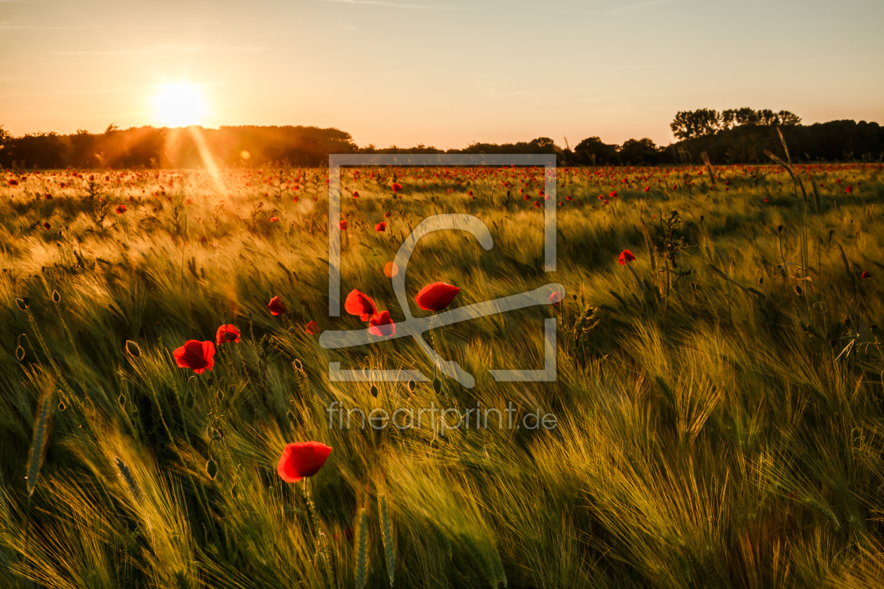 Bild-Nr.: 11764238 Mohn im Sommerwind erstellt von Ursula Reins