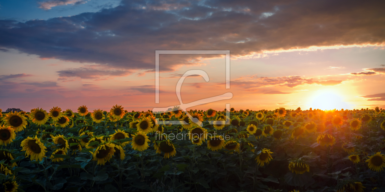 Bild-Nr.: 11764266 Sonnenblumen erstellt von Steffen Gierok