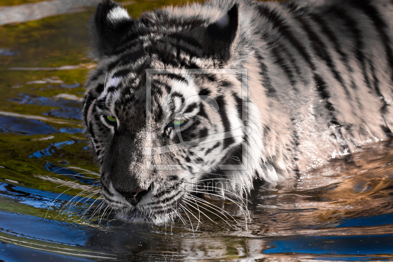Bild-Nr.: 11764294 Sibirischer Tiger erstellt von Richard-Young
