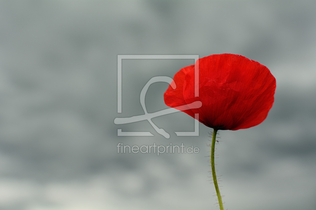 Bild-Nr.: 11764348 Mohn erstellt von KundenNr-318316