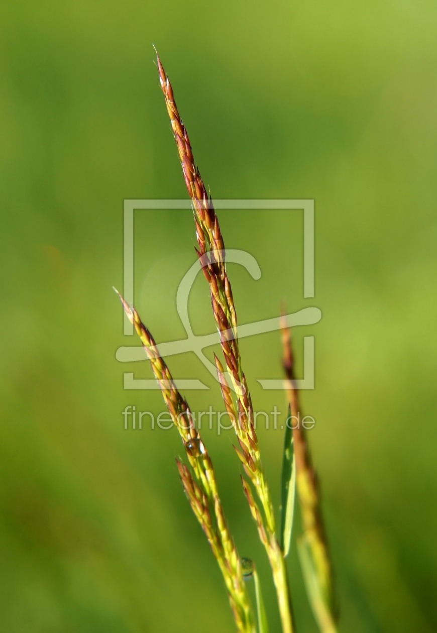 Bild-Nr.: 11764404 Filigranes Weidelgras erstellt von MoNoir