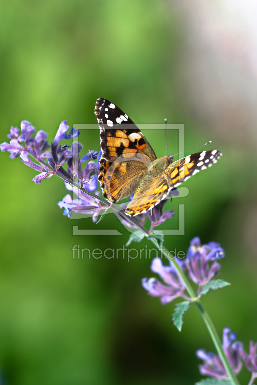 Bild-Nr.: 11764438 Schmetterling erstellt von falconer59