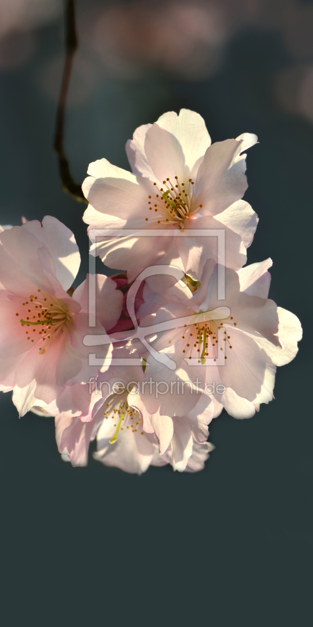 Bild-Nr.: 11764556 Kirschblüte erstellt von Atteloi