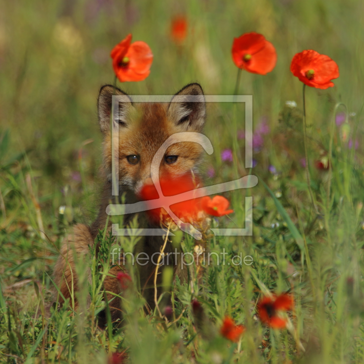 Bild-Nr.: 11764646 Füchslein im Mohn erstellt von Uwe Fuchs