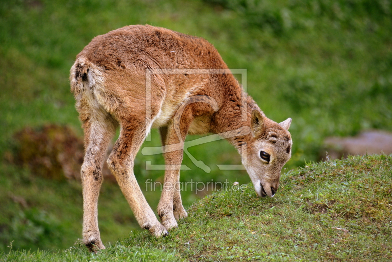 Bild-Nr.: 11764926 junges Mufflon erstellt von GUGIGEI