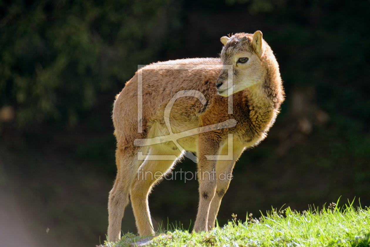 Bild-Nr.: 11764930 junges Mufflon erstellt von GUGIGEI