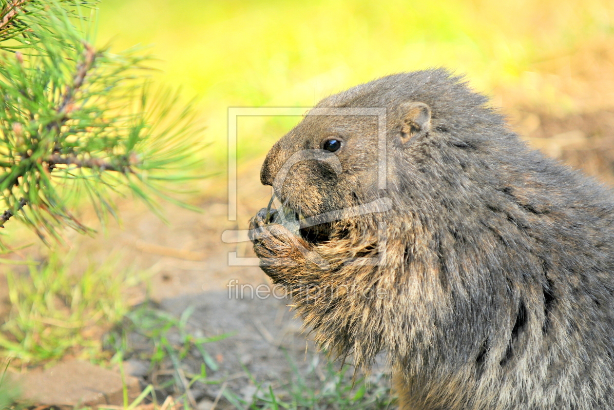 Bild-Nr.: 11765340 Murmeli erstellt von GUGIGEI