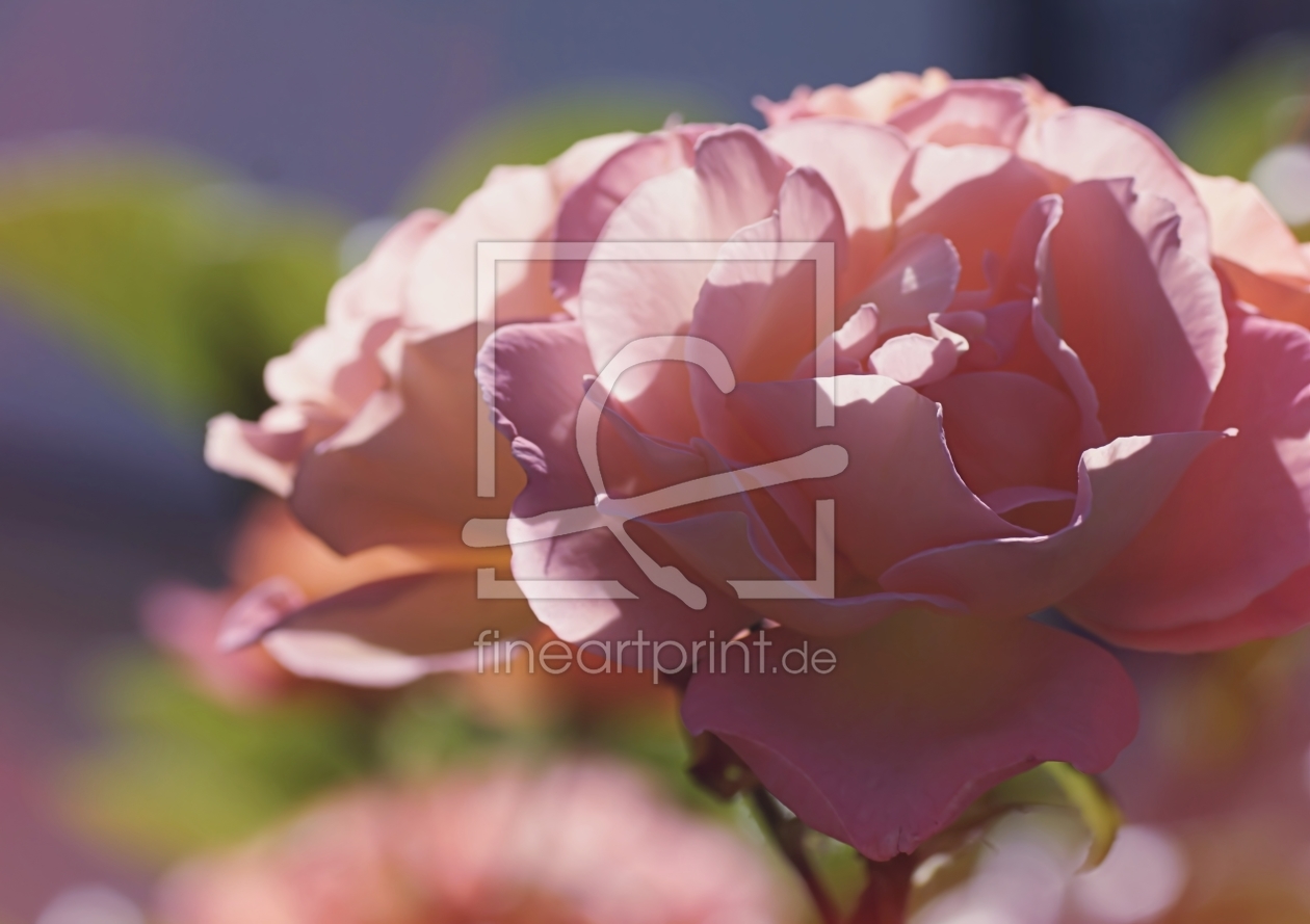 Bild-Nr.: 11765834 Garten-Rose erstellt von youhaveadream