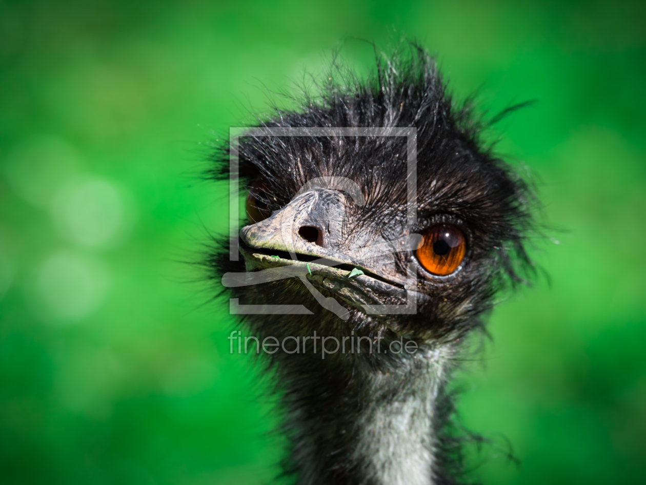 Bild-Nr.: 11766002 Emu  Dromaius novaehollandiae erstellt von Richard-Young