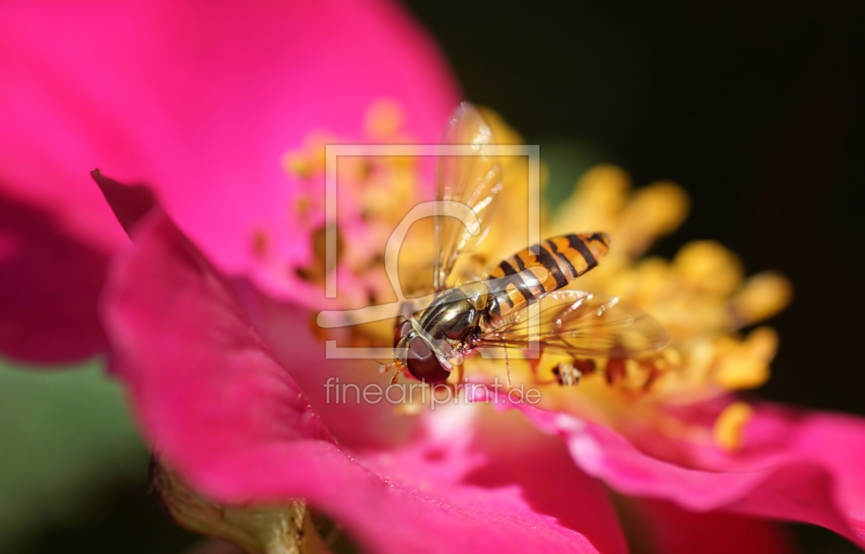 Bild-Nr.: 11766018 Hoverfly erstellt von youhaveadream