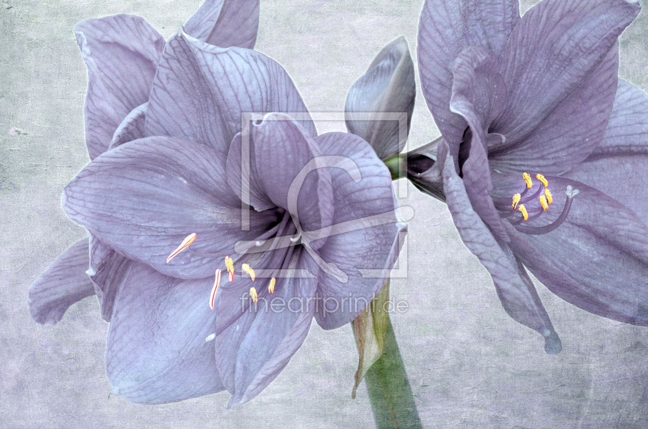 Bild-Nr.: 11766392 Blue Amaryllis erstellt von Rolf Eschbach