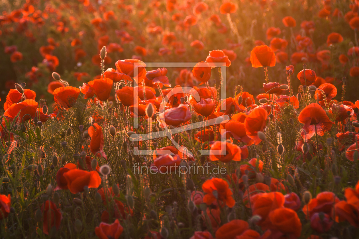 Bild-Nr.: 11766564 Mohnblüten erstellt von Steffen Gierok