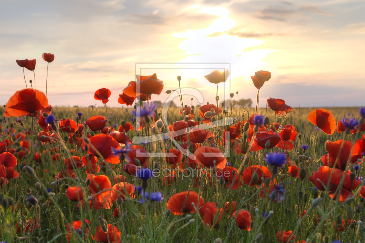 Bild-Nr.: 11766568 Mohnblüten erstellt von Steffen Gierok