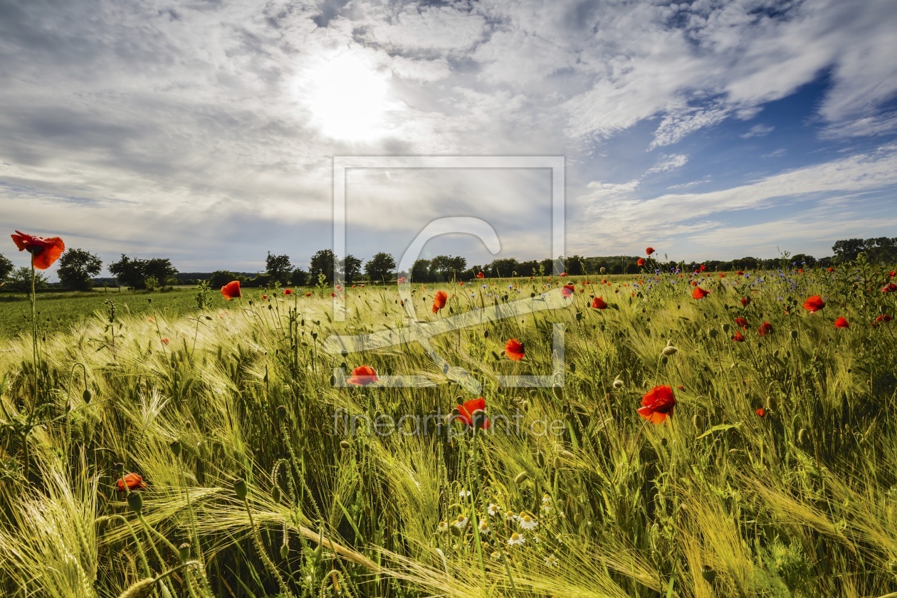 Bild-Nr.: 11766586 SommerMelodie erstellt von Ursula Reins