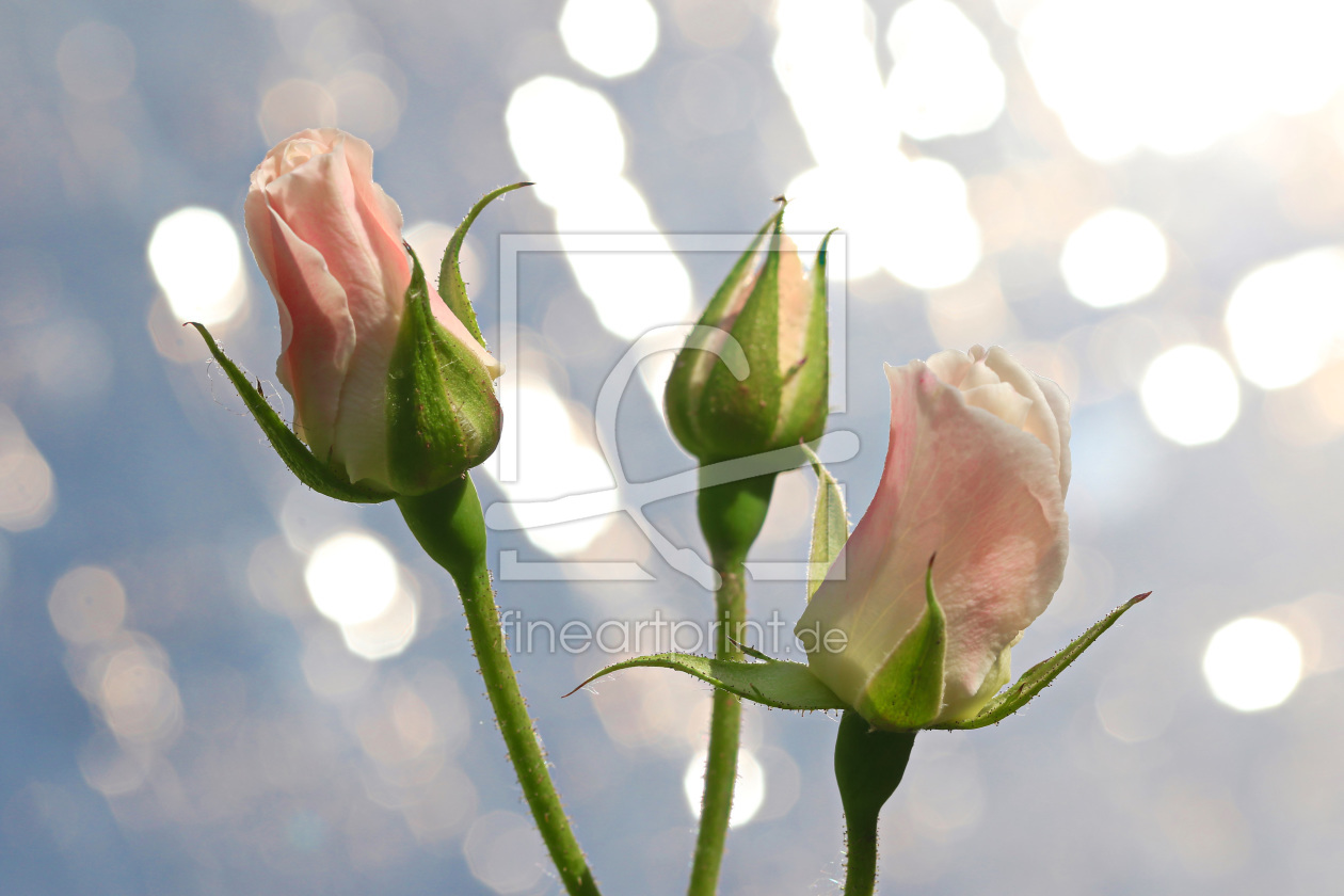 Bild-Nr.: 11767918 Zeit der Rosen erstellt von falconer59