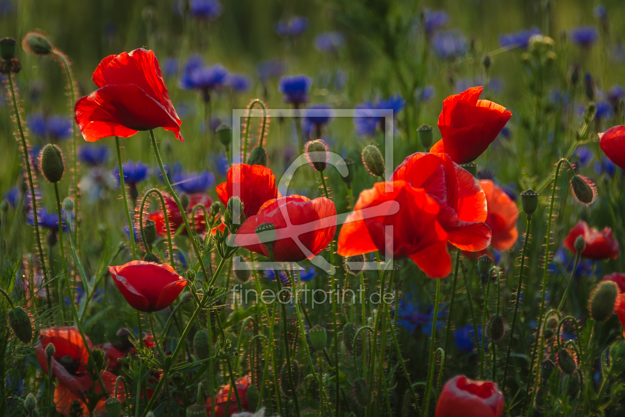 Bild-Nr.: 11769140 Sommermohn erstellt von Steffen Gierok