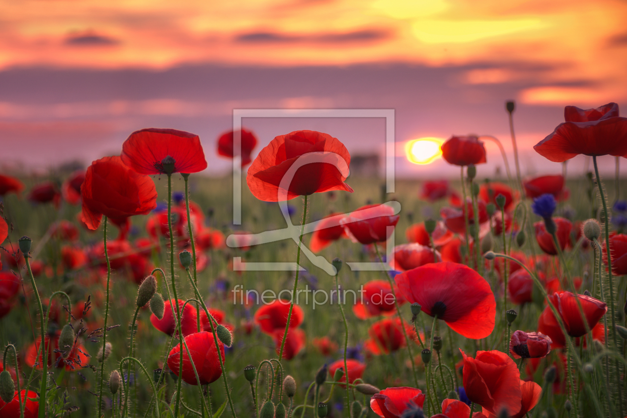 Bild-Nr.: 11769148 Sommermohn erstellt von Steffen Gierok