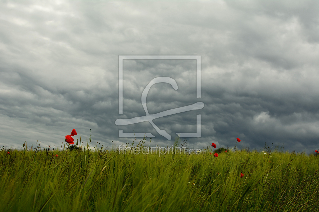 Bild-Nr.: 11769256 Mohn erstellt von KundenNr-318316