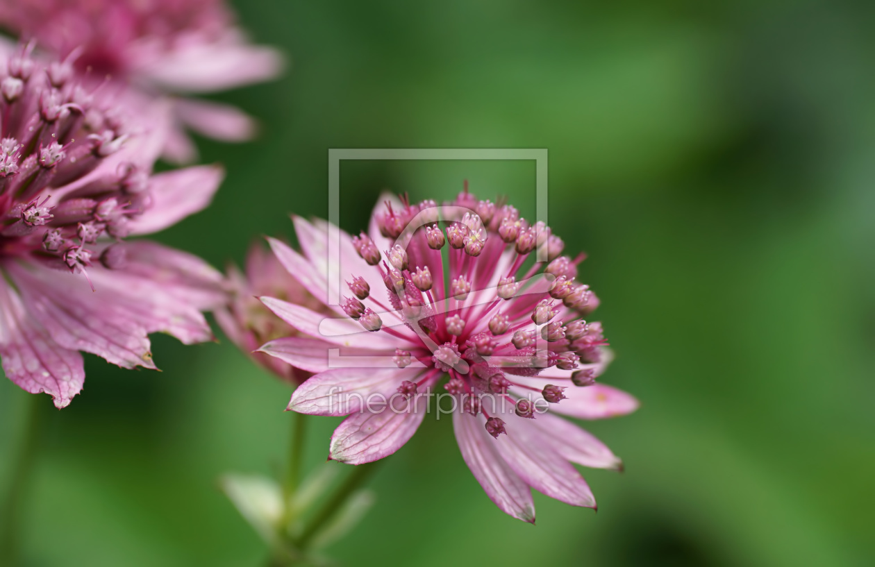 Bild-Nr.: 11769578 Aster tataricus erstellt von youhaveadream