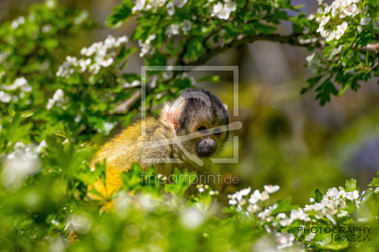 Bild-Nr.: 11769890 Totenkopfaffe erstellt von Thomas-Jansen-Photography