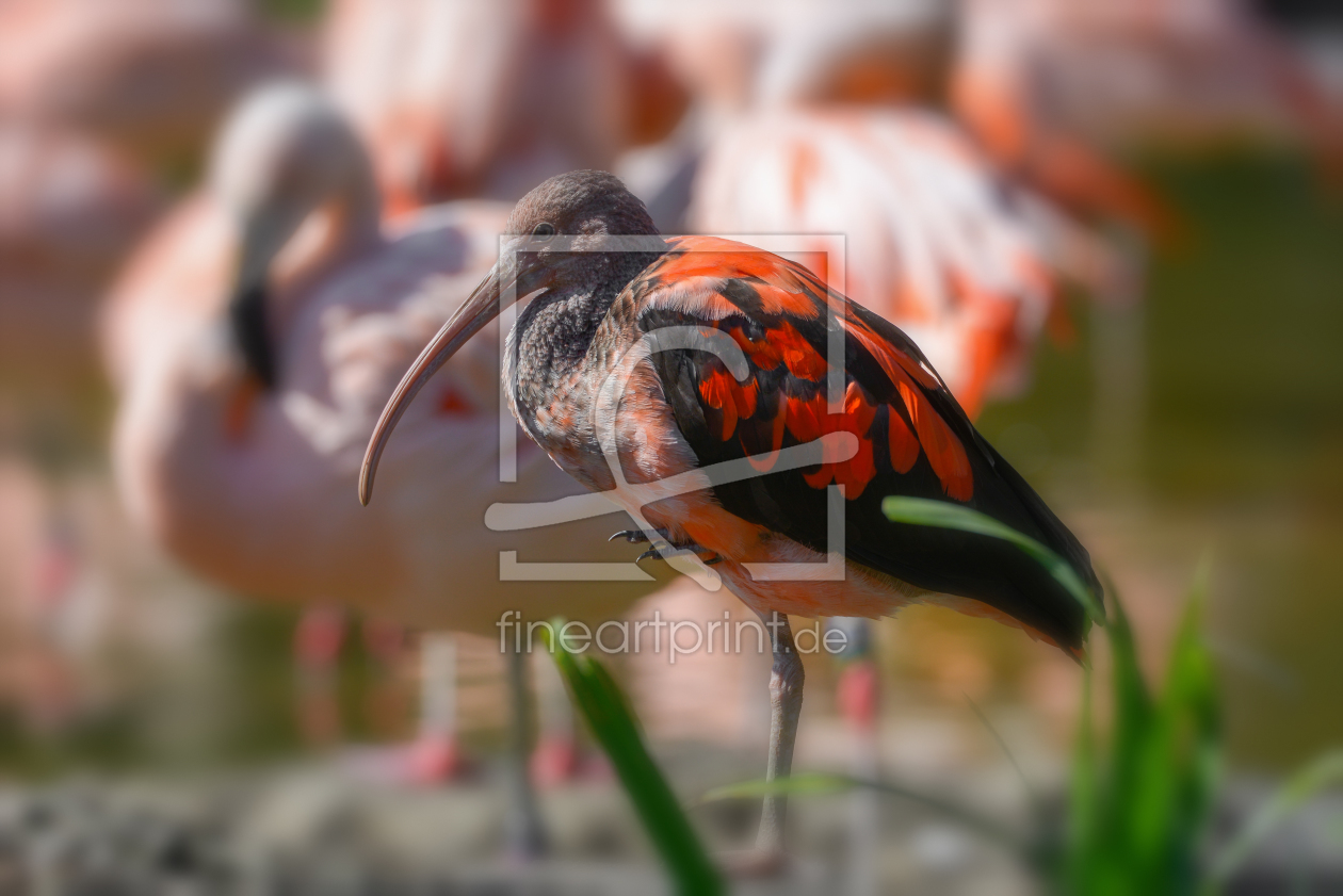 Bild-Nr.: 11769982 Roter Ibis Bild-Nr.: 11769982 Roter Ibis erstellt von RoLeX