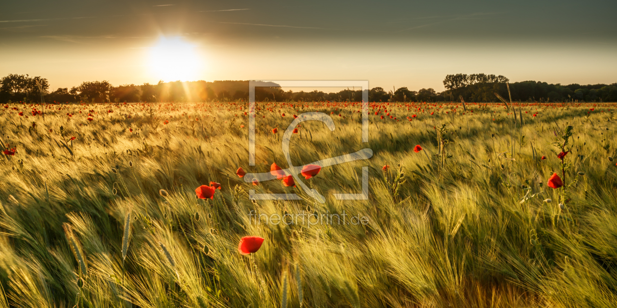 Bild-Nr.: 11770296 Mohn im Sommerwind erstellt von Ursula Reins