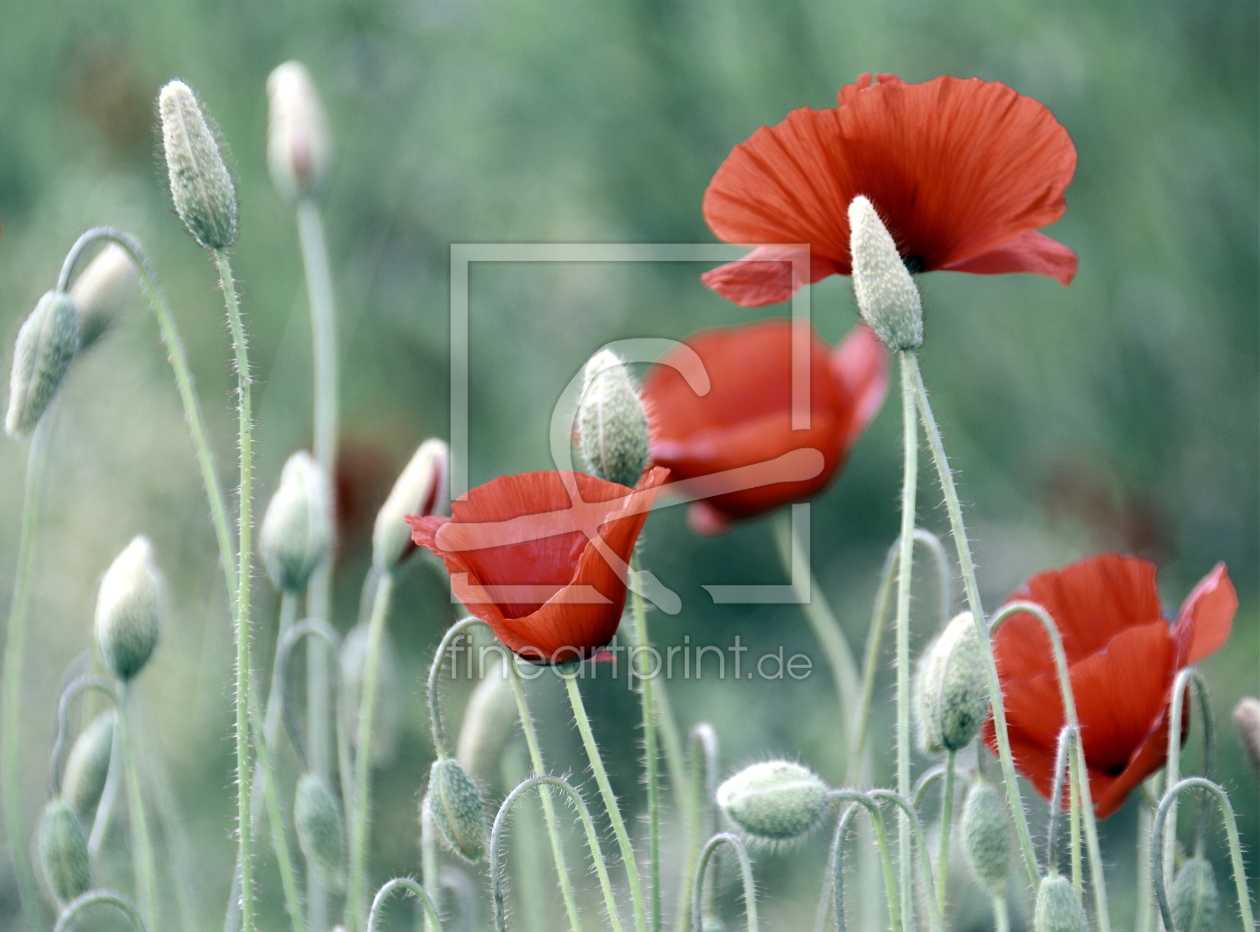 Bild-Nr.: 11770736 Mohn - dezent erstellt von GUGIGEI