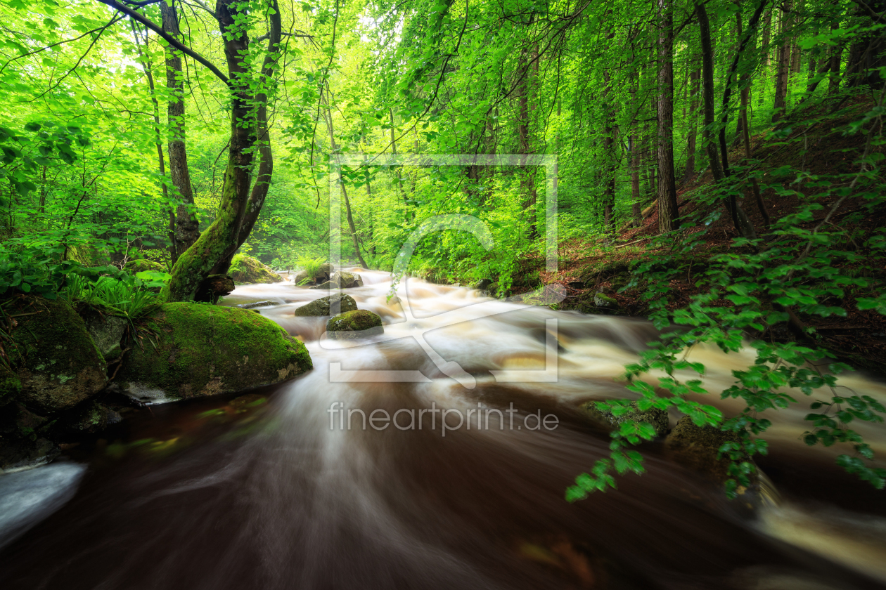 Bild-Nr.: 11771130 Wasserlauf im Wald bei Regen erstellt von Oliver Henze