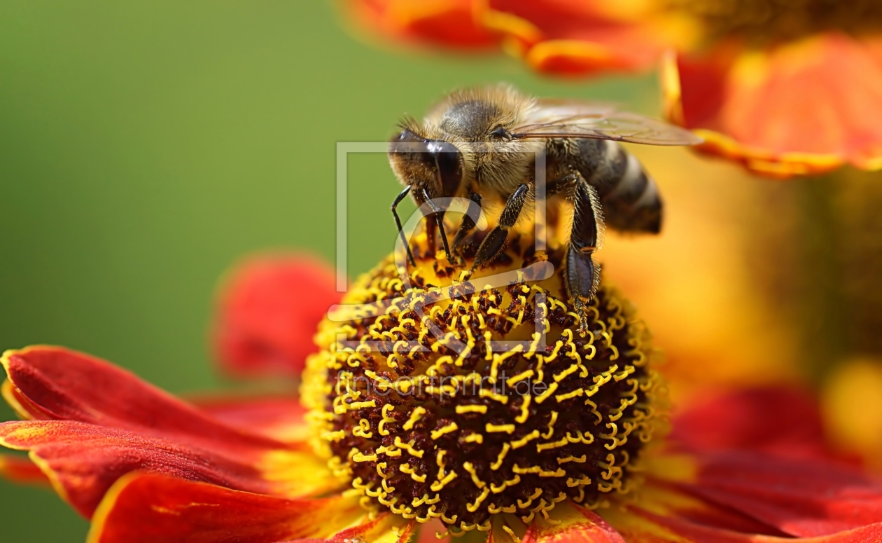 Bild-Nr.: 11771156 Summer bee erstellt von youhaveadream